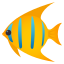 Tropical fish :tropical_fish: 🐠